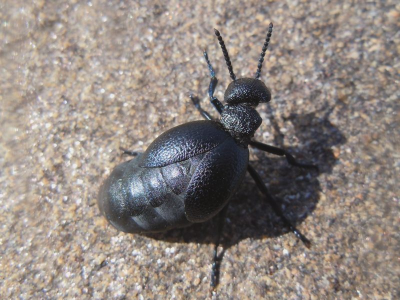 ...dalla Gallura... Meloe cicatricosus